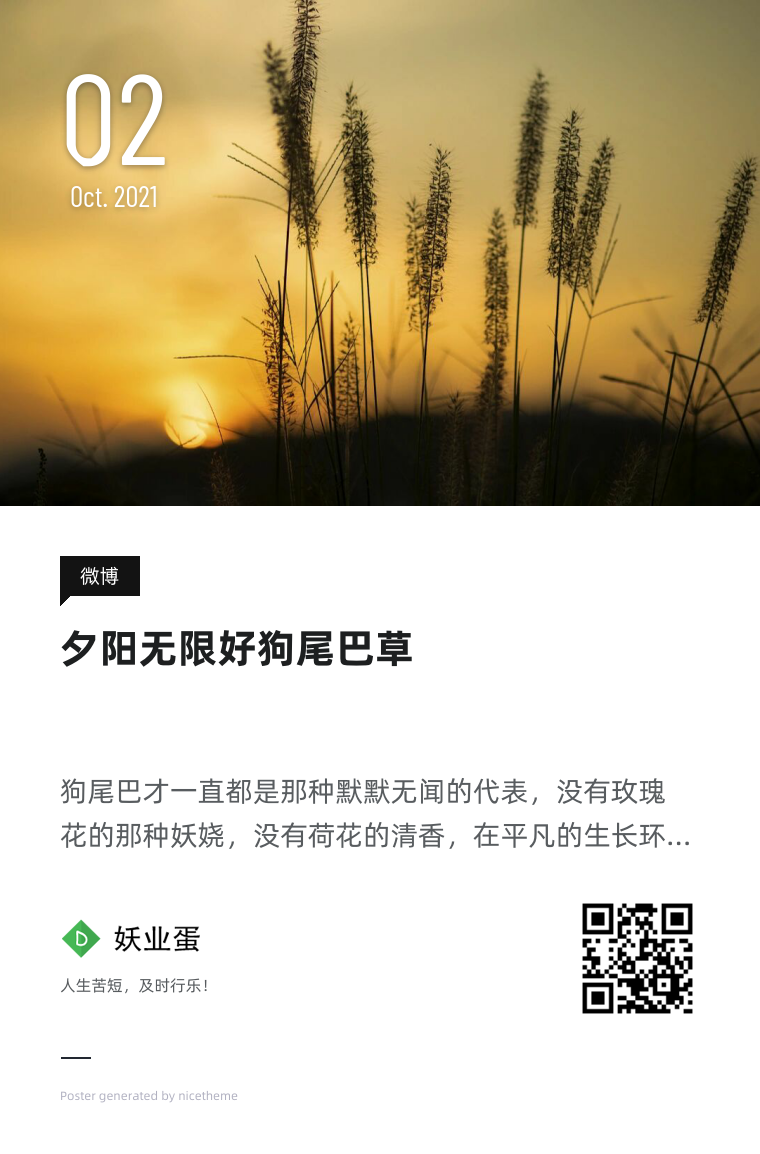 夕阳无限好狗尾巴草